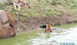 长春动物园爆料视频大全,萌宠瞬间，欢乐无限